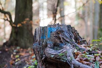 Cut tree in the forest, photographed with very shallow depth of field.