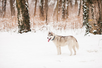 Fototapeta na wymiar Huskies in the white snow
