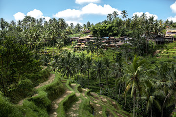 Beautiful rice terraces in the day light near Tegallalang village, Ubud, Bali, Indonesia.