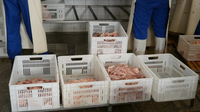 Food processing plant, chicken meat in boxes on floor