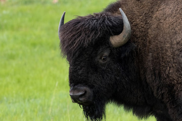 Bison Head Close Up