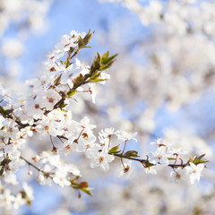 Spring beauty. Blooming white Flowers of trees on the blue sky background. Spring blossom, nature background