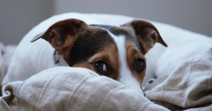 Small dog breed the Jack Russell Terrier lays onlays on his place and falls asleep, slowly closes .