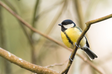Fototapeta premium Great tit (Parus major) perched in tree. Song bird in the family Paridae gripping branch in profile