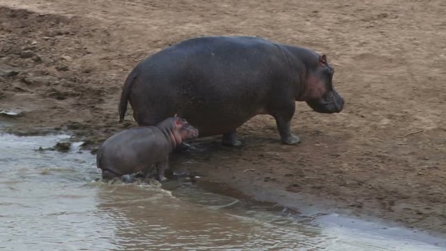 A mother hippo leads her baby out of a crowded pool.