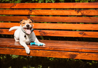 Happy dog on park bench at sunny warm spring day