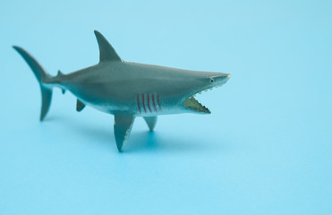 Shark toy on blue background.
