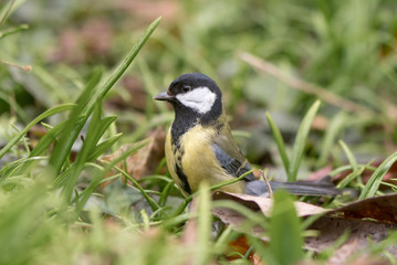 Obraz premium Great tit (Parus major) on ground surrounded by grass. Small woodland bird in the family Paridae, searching for seeds amongst leaf litter