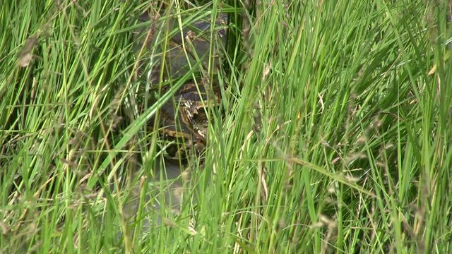 A rock python hiding in a small stream with tall grass.