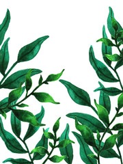 Watercolor green leaves. Lush greenery illustration