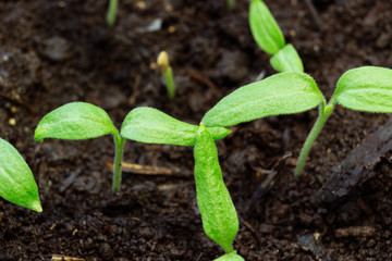 eggplant sprouts close-up