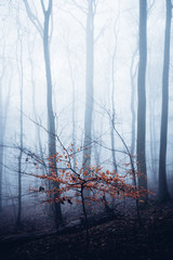 Kleines Bäumchen steht im Nebelwald