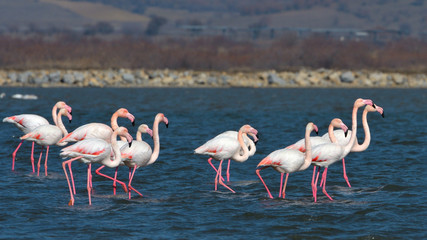 Greater Flamingo (Phoenicopterus roseus)