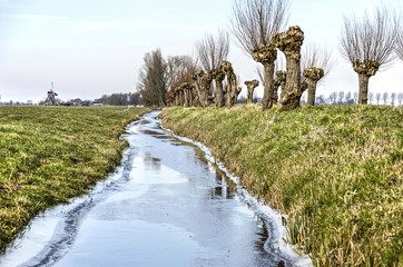 Frozen ditch in a polder landscape with pollard willows and, in the distance, a windmill