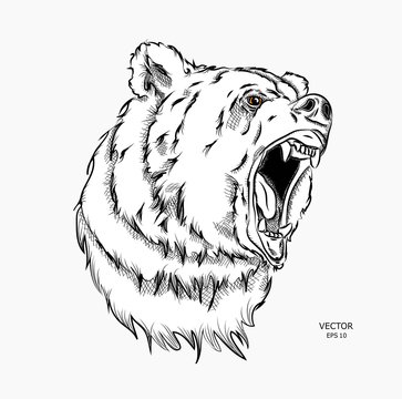 Portrait of bear. Can be used for printing on T-shirts, flyers, etc. Vector illustration