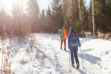 Two hikers walking in winter forest back to camera