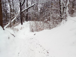 winterlich verschneiter Wald