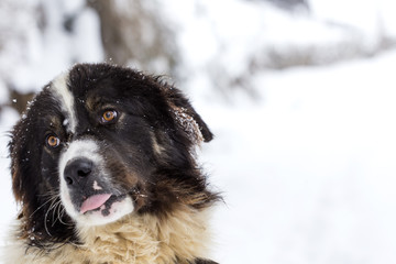 Funny mioritic shephed dog licking in winter