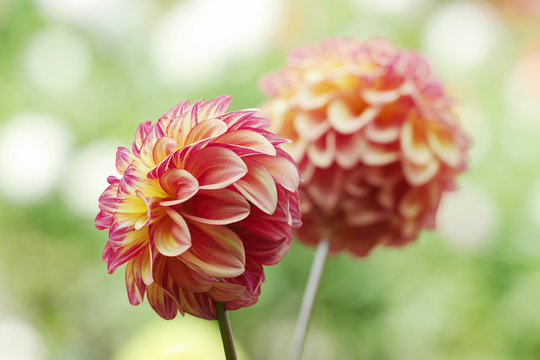 ポンポン咲き Images Browse 86 Stock Photos Vectors And Video Adobe Stock