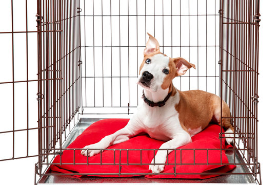 Dog in cage. Isolated background. Happy AST American staffordshire terrier lies in an iron box