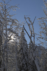 Beautiful snow-covered trees against blue sky and sun rays, space for text
