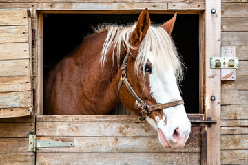 Horse head shot in a stable  looking outside with eyes like gimlets