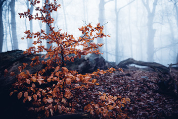 Viele Blätter liegen auf dem Waldboden im Herbst