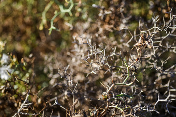 Launaea arborescens dried on Lanzarote. Arid Territory of Lanzarote, Canary Islands.