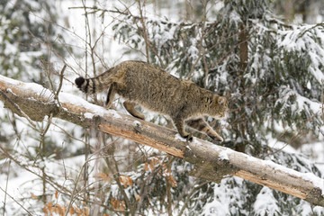 Obraz premium Wildkatze Balance