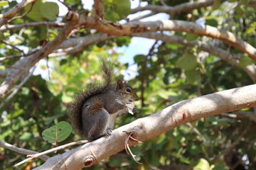 squirrel, animal, nature, Белка, белка кушает