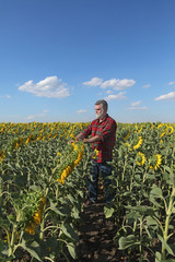 Farmer in sunflower field
