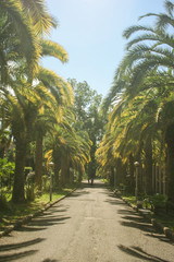 Obraz premium The Palm Alley. Sunny day. Travels. Recreation