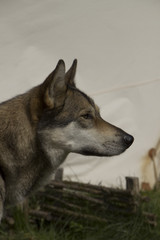 Fototapeta premium Husky