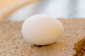 one white egg on a stone rustic background under the sun