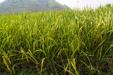 Rice field gren leaf