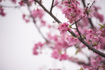 Beautiful cherry blossom sakura in spring time over sky.