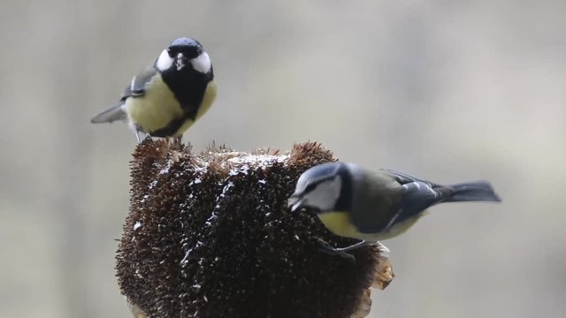 cinciallegra  cinciarella