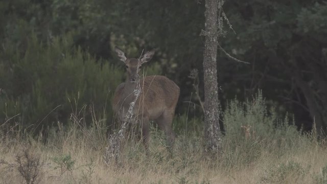 Female deer feeding, scratching and looking at the camera
