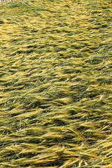 spighe di grano piegate dal vento