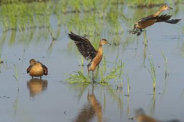 Lesser whistling duck fluttering