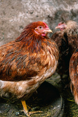 Chickens on the farm. Toned, style, color photo.