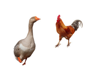 farm birds grey goose and red cock on white isolated background
