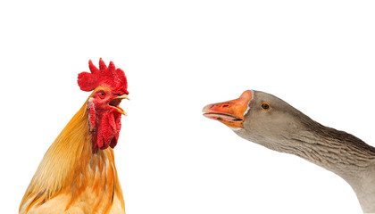 portrait of grey goose head and red cock singing on white isolated background