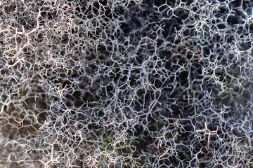 Launaea arborescens dried on Lanzarote. Arid Territory of Lanzarote, Canary Islands.
