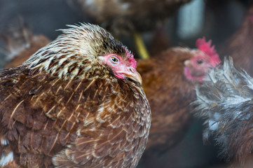 Chickens on the farm. Toned, style, color photo.