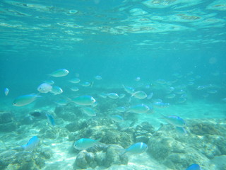 Fototapeta na wymiar 水色の海と魚