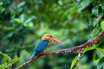 Kingfisher