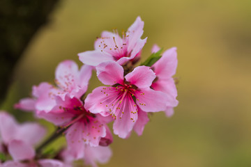 Fototapeta premium 桃の花 - 日本の春 -