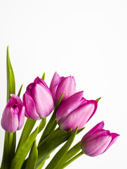 Tulips for Spring and summer on white background in Portrait Style