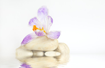 Fototapeta na wymiar Crocus flower in water, springtime or wellnes and spa concept